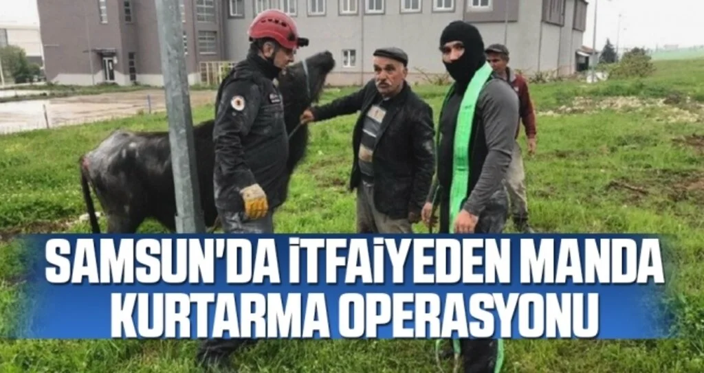 Samsun'da İtfaiyeden Manda Kurtarma Operasyonu