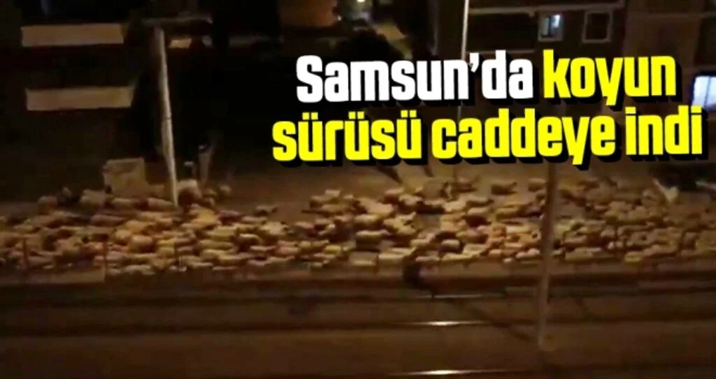 Samsun’da Koyun Sürüsü Caddeye İndi