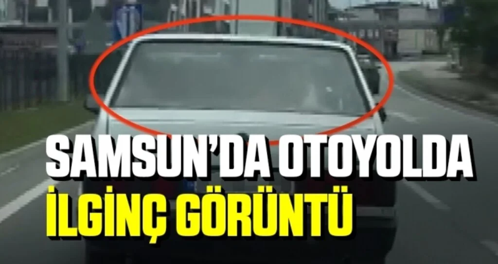 Samsun'da Otoyolda ilginç görüntü: Arabanın arka koltuğunda inek taşıdı