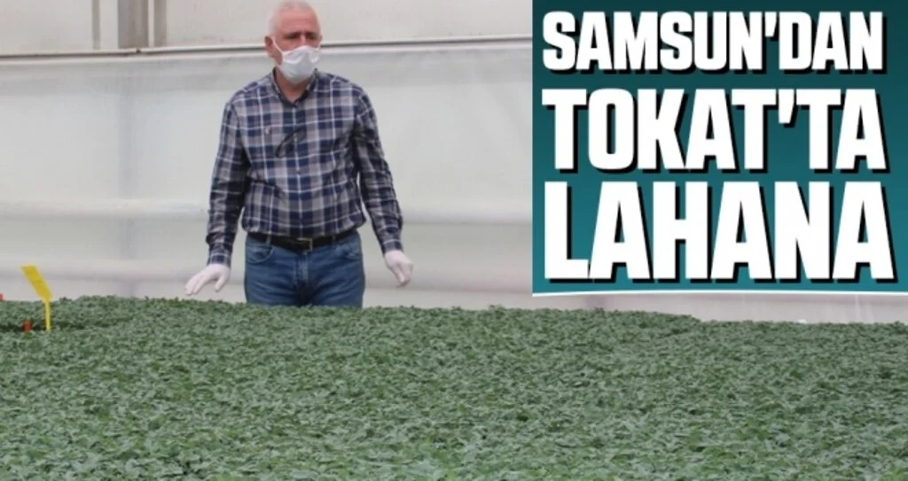 Samsun'dan Tokat'ta Lahana