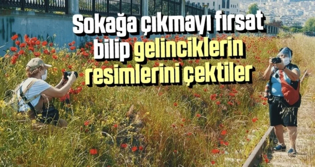 Sokağa çıkmayı fırsat bilip gelinciklerin resimlerini çektiler