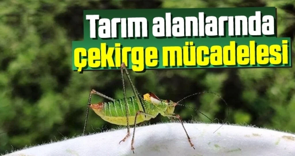 Tarım alanlarında çekirge mücadelesi