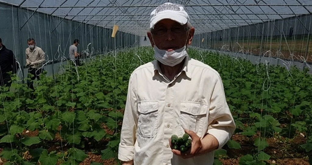 Tarladan Toplanıp Manav Tezgahına