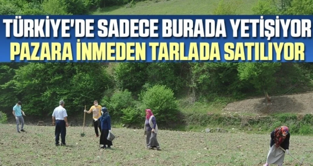 Türkiye'de sadece burada yetişiyor, pazara inmeden tarlada satılıyor