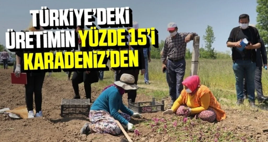 Türkiye’deki Üretiminin Yüzde 15’i Karadeniz’den