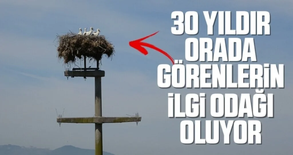 30 yıllık leylek yuvası görenlerin ilgi odağı oluyor