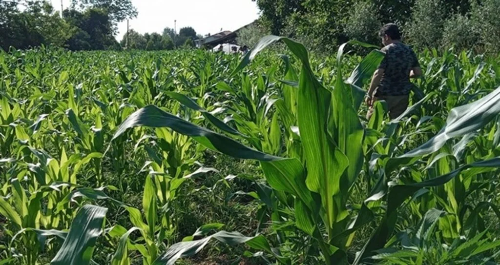 408 kök Hint keneviri ele geçirildi: 1 gözaltı