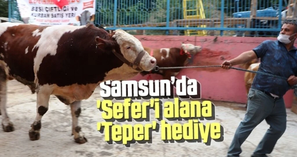 Ay-yıldız desenli boğa ve düveye gözü gibi bakıyor