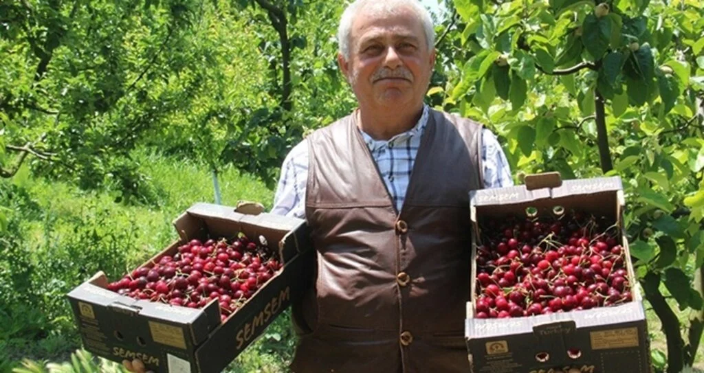 Bafra kirazı 20 lira