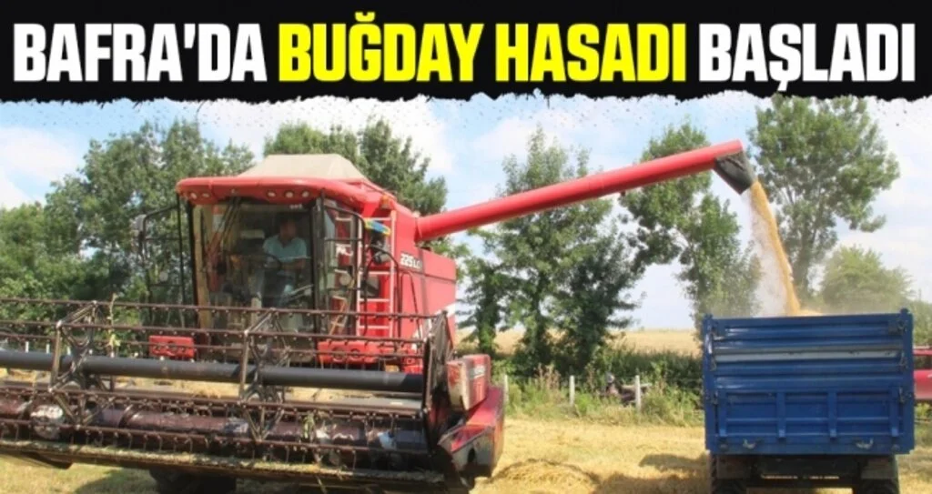 Bafra'da buğday hasadı başladı