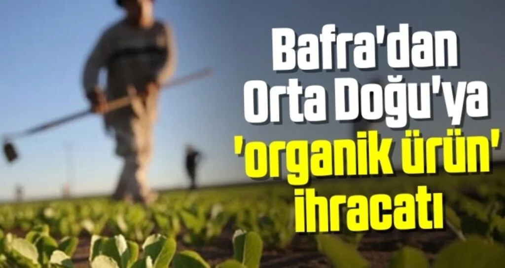 Bafra'dan Orta Doğu'ya 'organik ürün' ihracatı