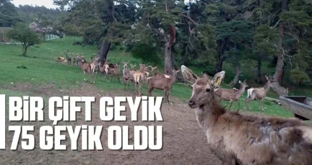 Bir Çift Geyik 75 Geyik Oldu