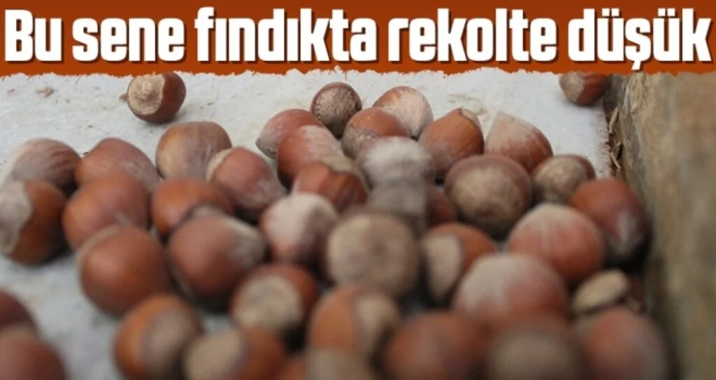 Bu Sene Fındıkta Rekolte Düşük