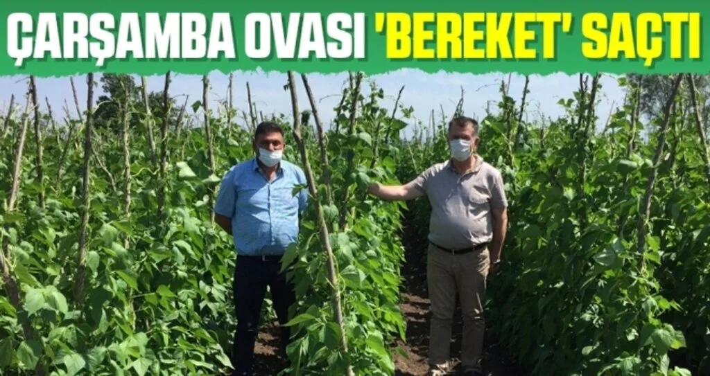 Çarşamba Ovası 'bereket' saçtı