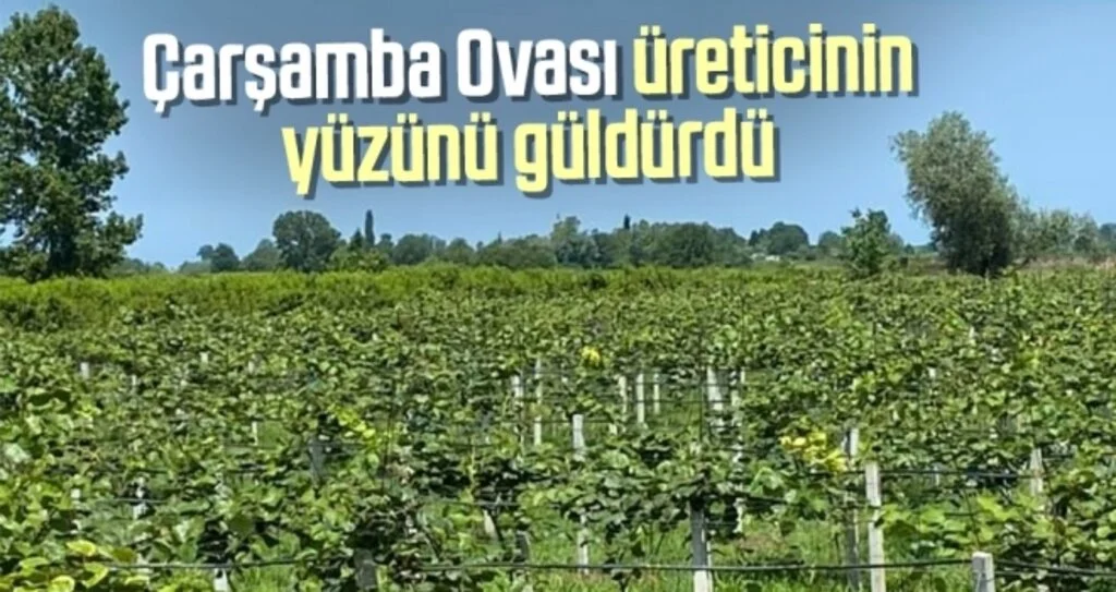 Çarşamba Ovası üreticinin yüzünü güldürdü