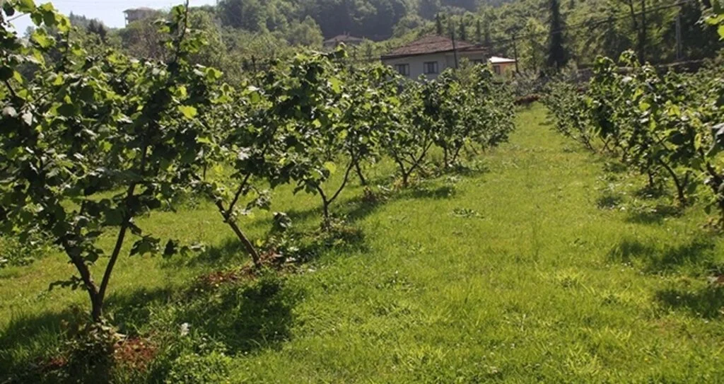 'Fındık bahçeleri yaşlı'
