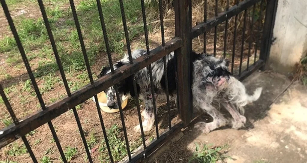 Haylaz Köpek Demir Kapıya Sıkıştı