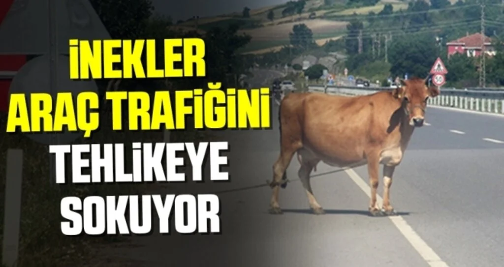 İnekler Araç Trafiğini Tehlikeye Sokuyor