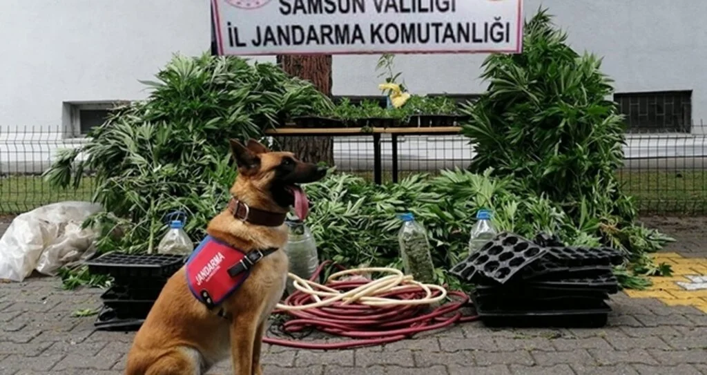 Jandarma 2 bin 600 kök kenevir bitkisi ele geçirildi