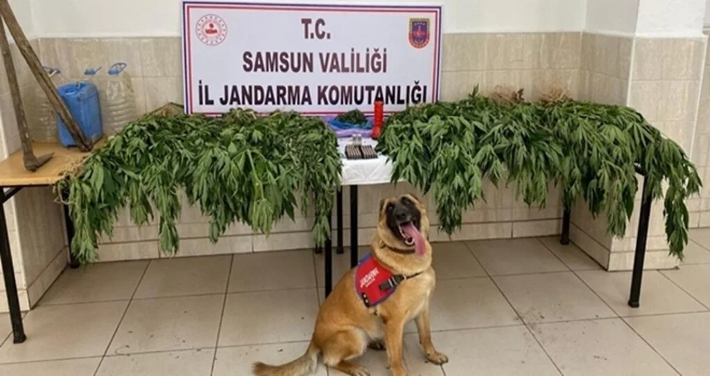 Jandarmadan uyuşturucu operasyonu
