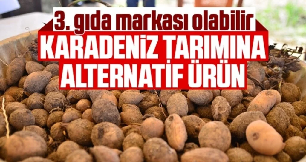 Karadeniz Tarımına Alternatif Ürün