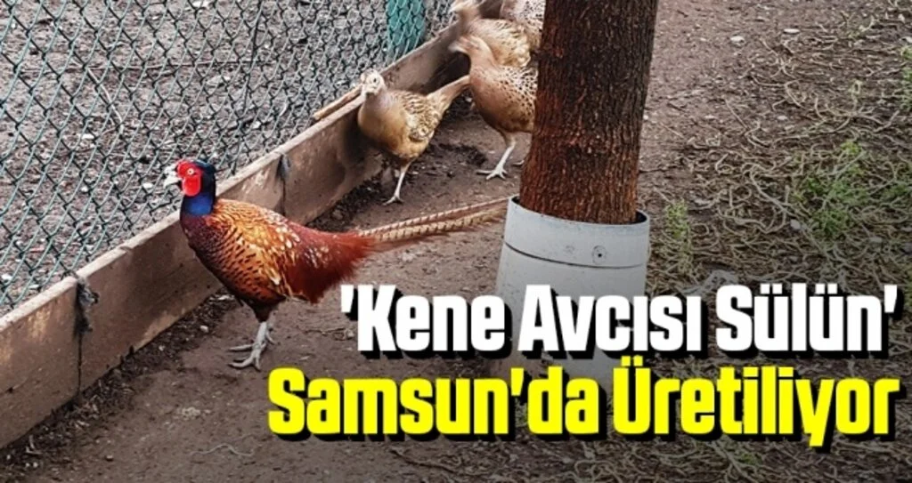 'Kene Avcısı Sülün' Samsun'da Üretiliyor Türkiye'ye Dağıtılıyor