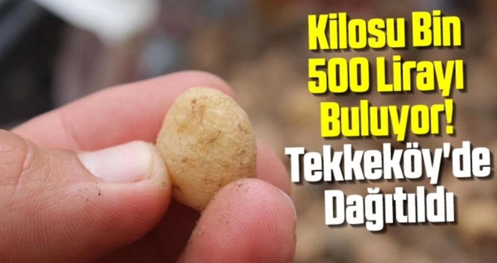 Kilosu Bin 500 Lirayı Buluyor! Tekkeköy'de Dağıtıldı