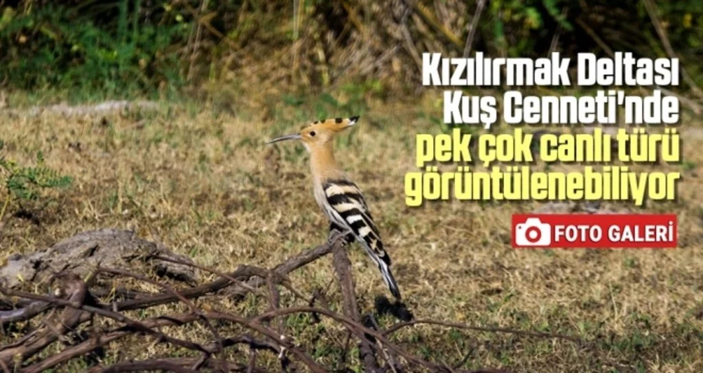Kızılırmak Deltası Kuş Cenneti'nde pek çok canlı türü görüntülenebiliyor