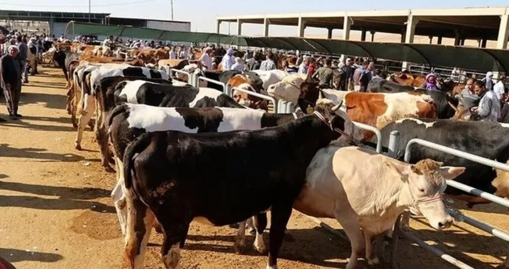 Kurban kesimiyle ilgili tebliğ Resmi Gazete'de yayımlandı (2020 yılı kurban kesim kuralları)