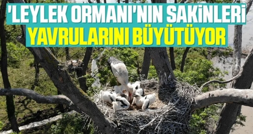 'Leylek Ormanı'nın sakinleri yavrularını büyütüyor