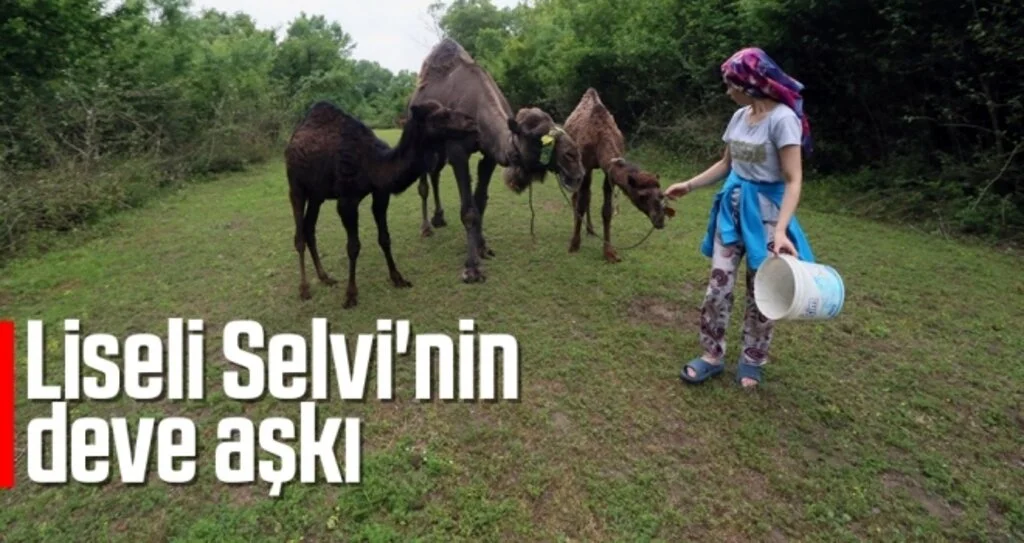 Liseli Selvi'nin deve aşkı