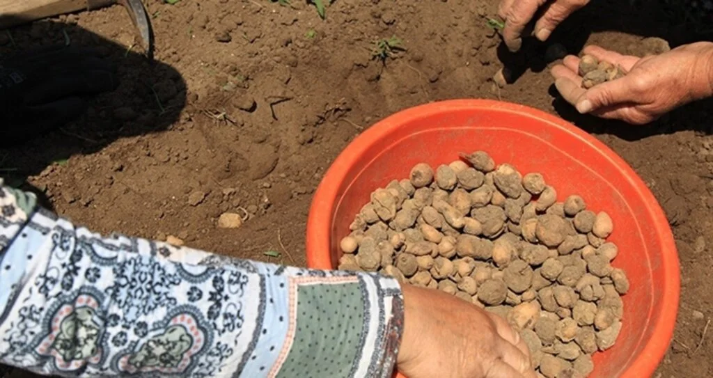Salep orkidesi sadece Samsun'da üretiliyor