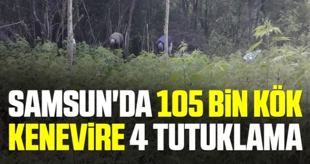 Samsun'da 105 bin kök kenevire 4 tutuklama