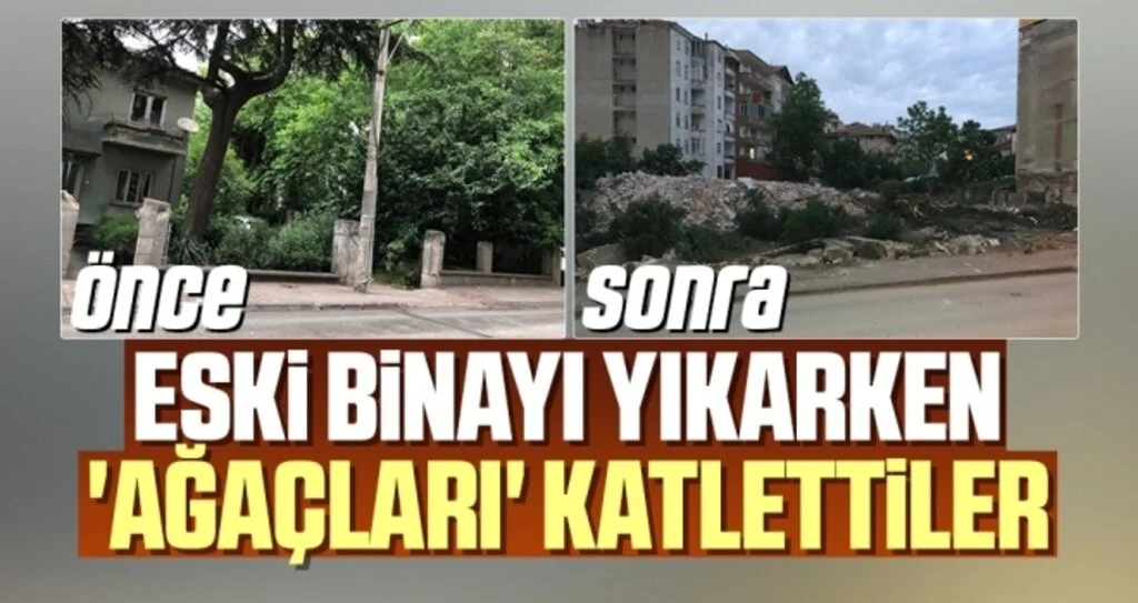 Samsun'da Eski binayı yıkarken 'ağaçları' katlettiler