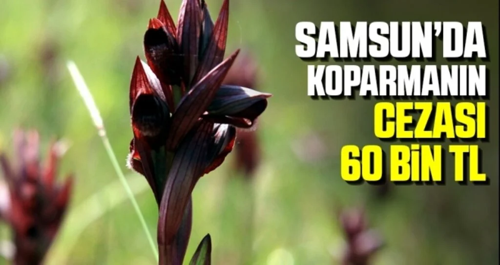 Samsun'da Koparmanın Cezası 60 Bin Lira