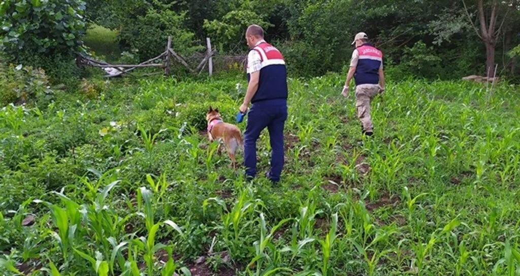 Samsun’da Uyuşturucu tarlalarına operasyon