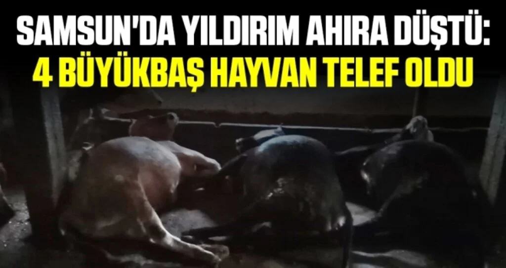 Samsun'da yıldırım ahıra düştü: 4 büyükbaş hayvan telef oldu