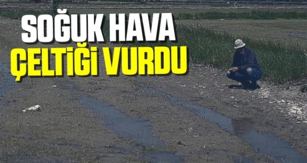 Soğuk hava çeltiği vurdu