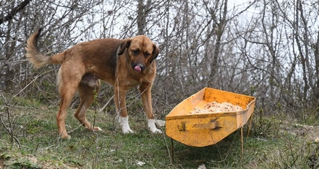 Sokak hayvanlarına 47 ton mama dağıtıldı