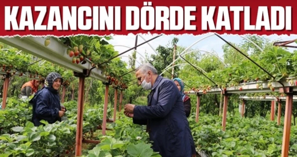 Topraksız çilek tarımı kazancını dörde katladı