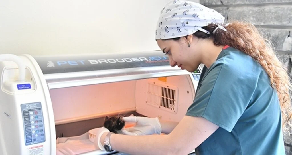 6 ayda 360 kedi ve köpeğin tedavisi yapıldı