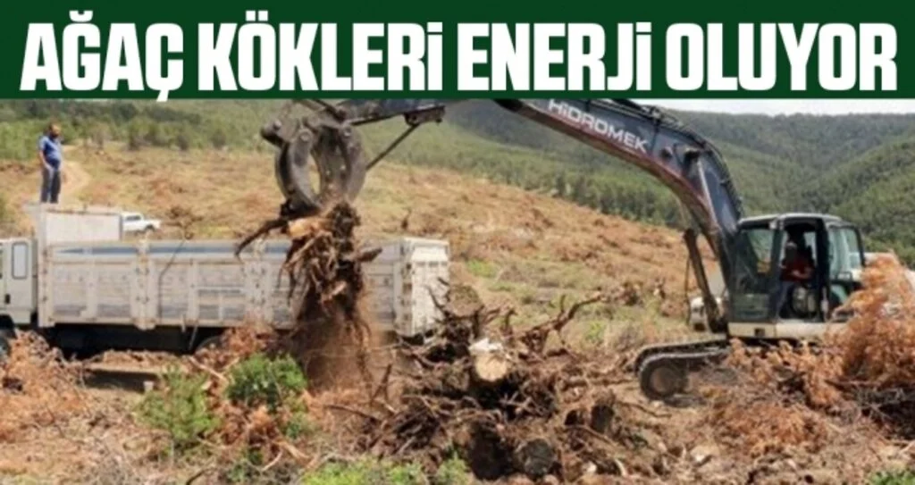 Ağaç Kökleri Enerji Oluyor