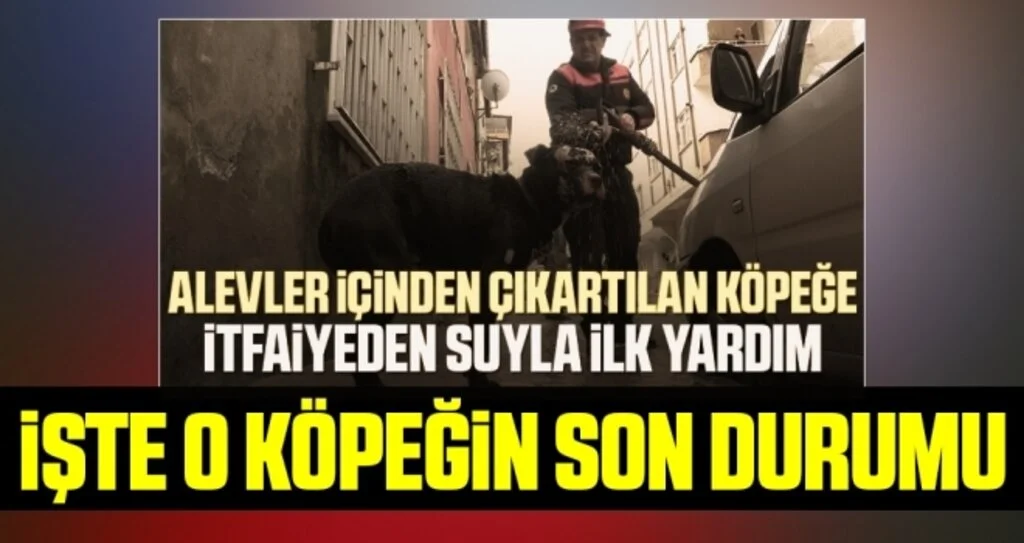 Alevler içinden çıkartılan köpek iyileşiyor