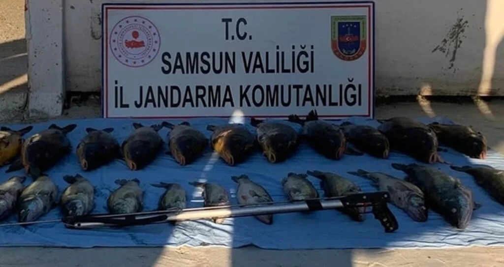 Altınkaya Baraj Gölü'nde zıpkınla kaçak avlanan 1 kişi yakalandı