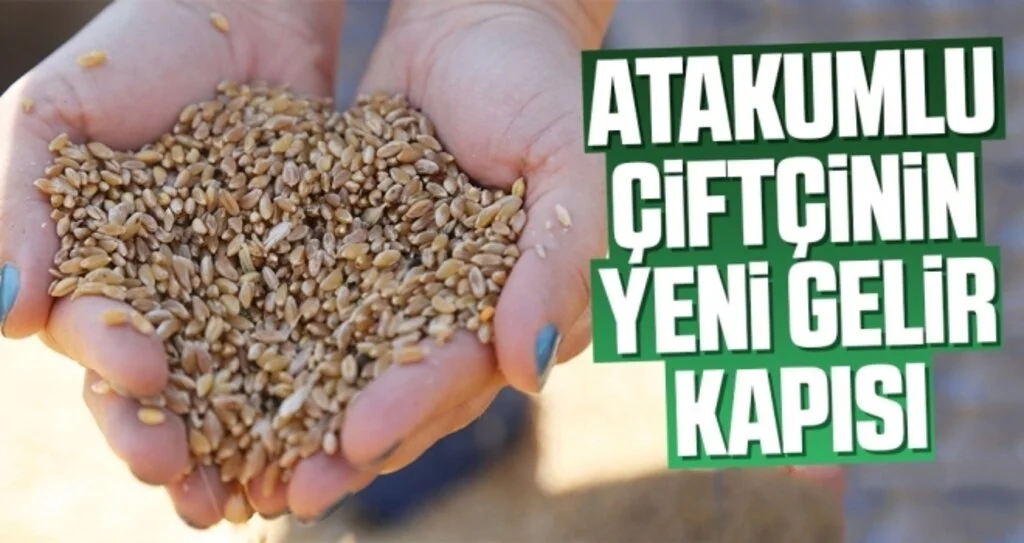 Atakumlu çiftçinin yeni gelir kapısı 'Karakılçık buğdayı'