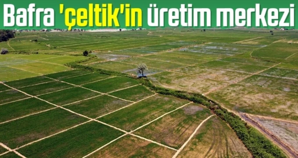 Bafra 'çeltik'in üretim merkezi