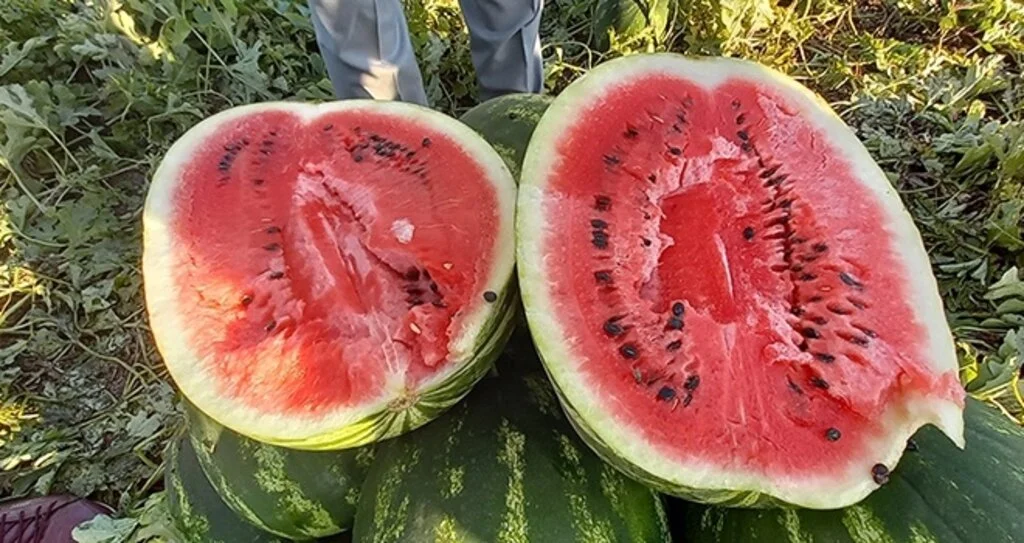 Bafra karpuzu yüz güldürdü