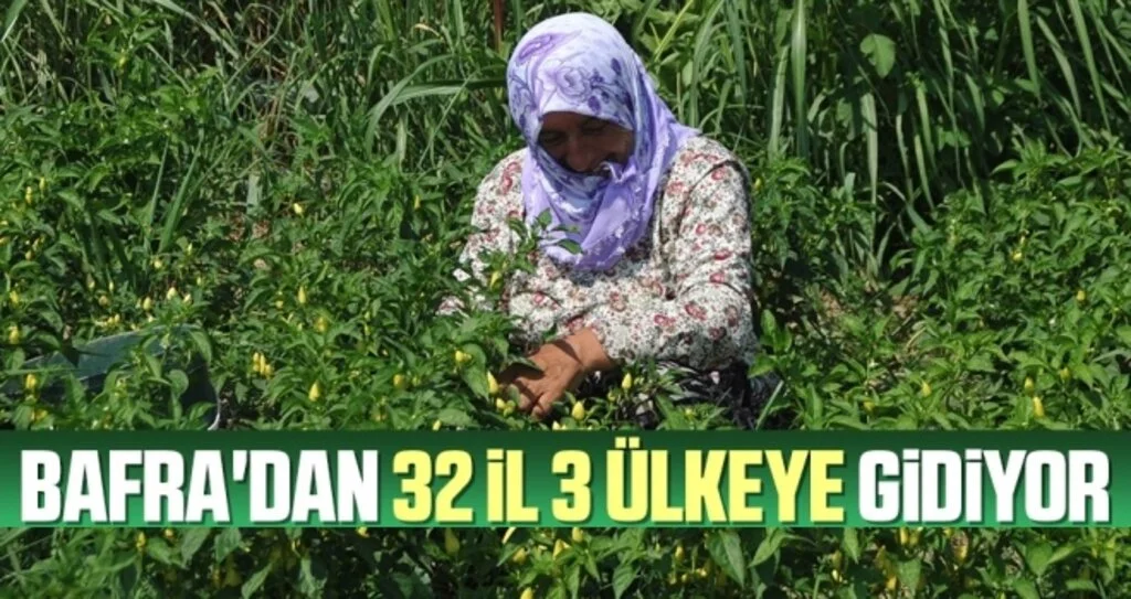 Bafra'dan 32 İl 3 Ülkeye Gidiyor