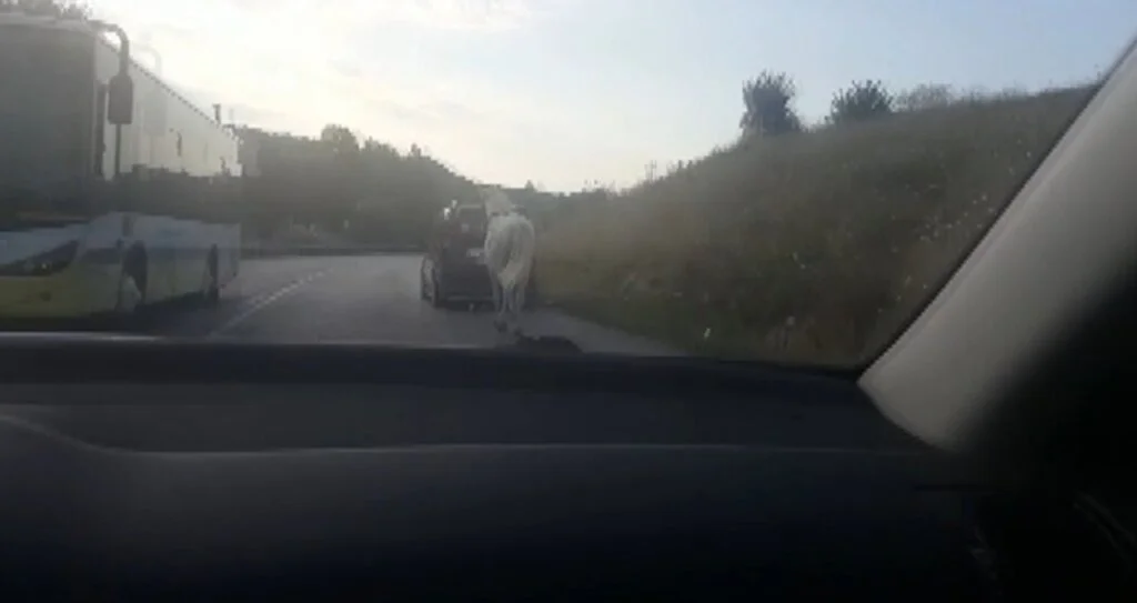 Bursa'da tepki çeken görüntü... Atı araca bağlayıp çekti
