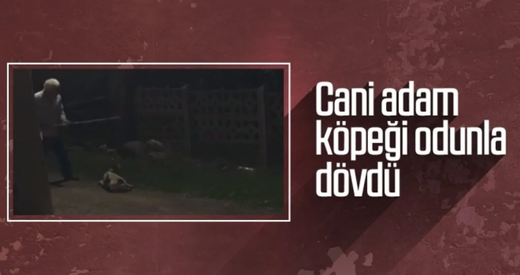 Cani adam köpeği odunla dövdü